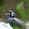 Great Cormorant