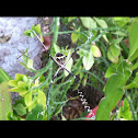 Black and Yallow Garden Spider