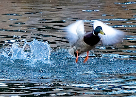 Duck Flutter by Barbara Brock -  