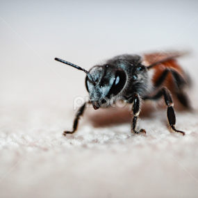 Little devil by Unni Krishnan - Animals Insects & Spiders