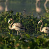 Greater Flamingo & Juvenile
