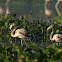 Greater Flamingo & Juvenile