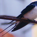 KMEČKA LASTOVKA-THE BARN SWALLOW