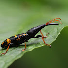 Straight-snouted Weevil