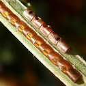 Hemi-cylindrical eggs - Leptoglossus zonatus