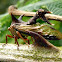 Horned treehopper