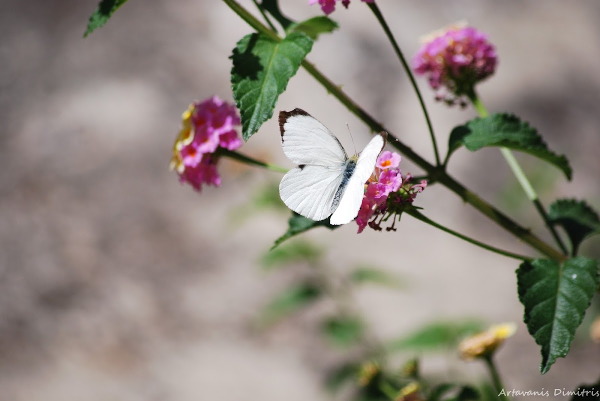 The Large White