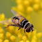 Syrphid Fly