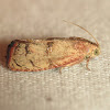 Filbertworm Moth