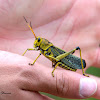 Horse Lubber grasshopper