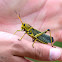 Horse Lubber grasshopper