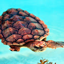 Loggerhead Sea Turtle (subadult)