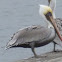 California Brown Pelican