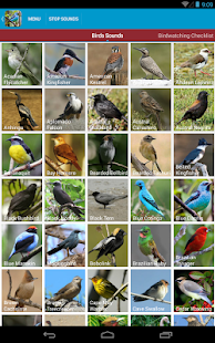 South American Birds Sounds Screenshots 9