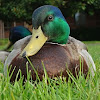 Mallard Duck