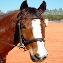 Horses Spot the Difference logo