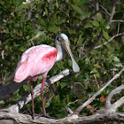 Roseate Spoonbill