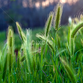 by Miranda Legović - Nature Up Close Leaves & Grasses