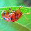 Ladybird Tortoise Beetle