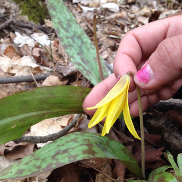 Trout lily Project Noah