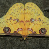 golden emperor moth