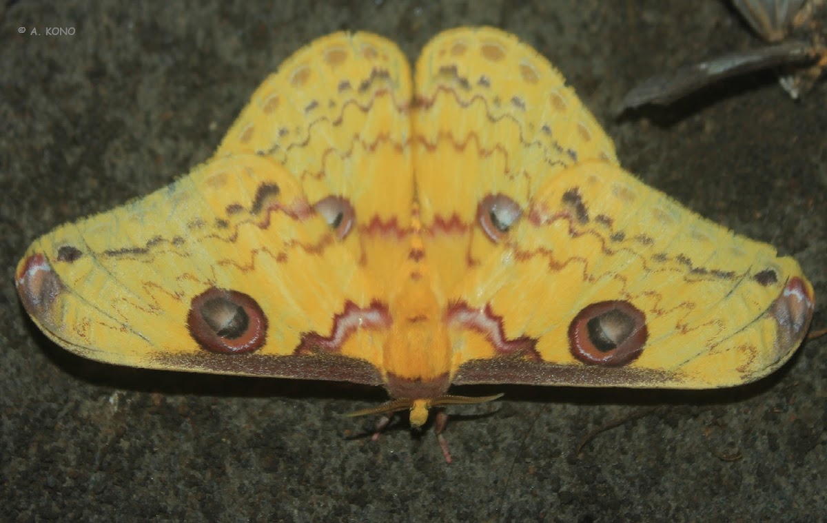 golden emperor moth