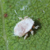 Study of gall inducing scale insect