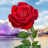 Rose. Magic Touch Flowers mobile app icon