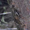 Bar Tailed Tree Creeper