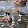 Australian Pied Oystercatcher