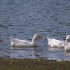 Domestic goose