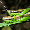 Rice grasshopper