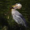 great blue heron and bull frog