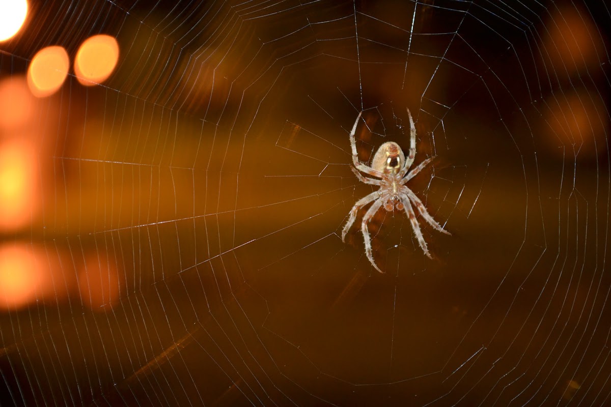 Orb weaver