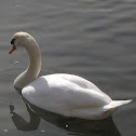 cisne vulgar - mute swan