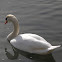 cisne vulgar - mute swan