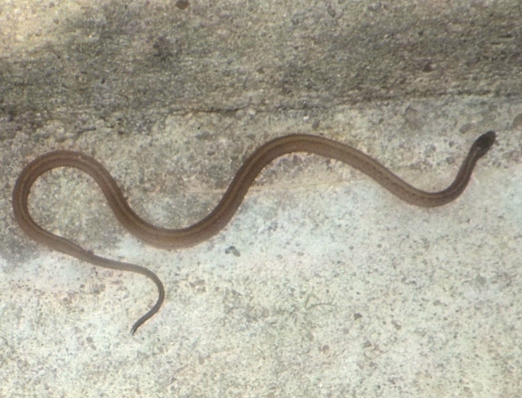 texas brown snake