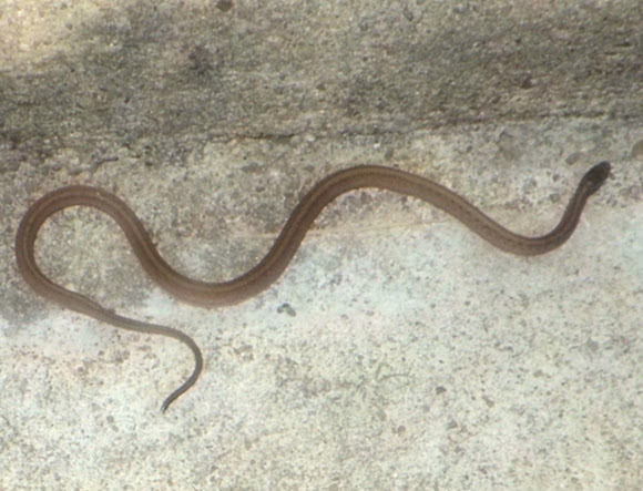 texas brown snake | Project Noah