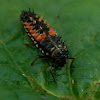 Multicolored Asian Ladybeetle (Larvae)