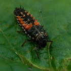 Multicolored Asian Ladybeetle (Larvae)