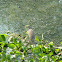 Indian Pond Heron