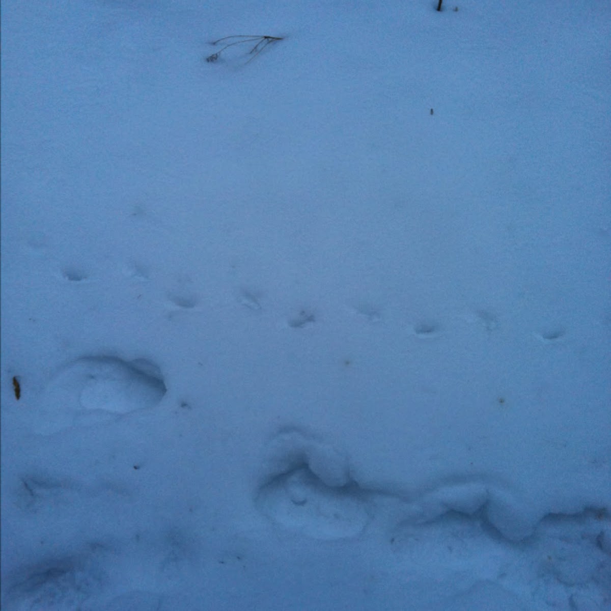 Cat paw prints in the snow