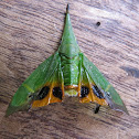 False-eye lantern bug