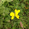 Common Bird's-foot Trefoil