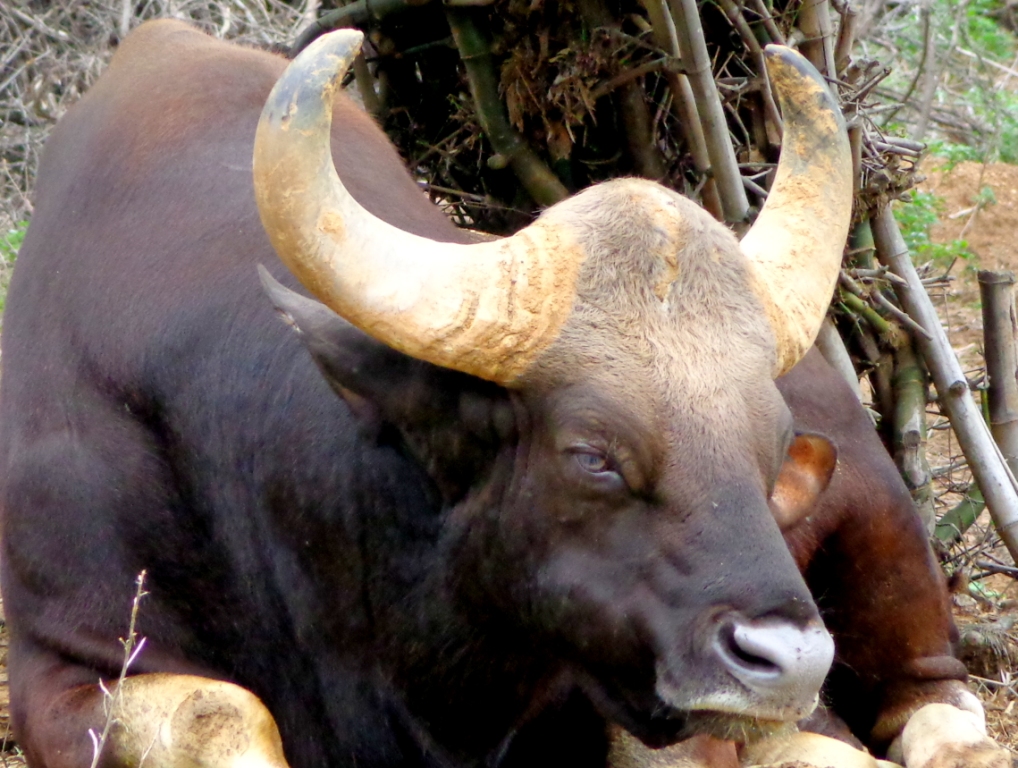 The Indian Bison