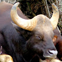 The Indian Bison