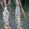 mangrove Oyster