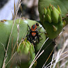 Apache Jumping Spider