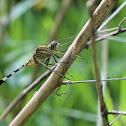 Slender Skimmer Dragonfly