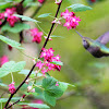 Anna's hummingbird